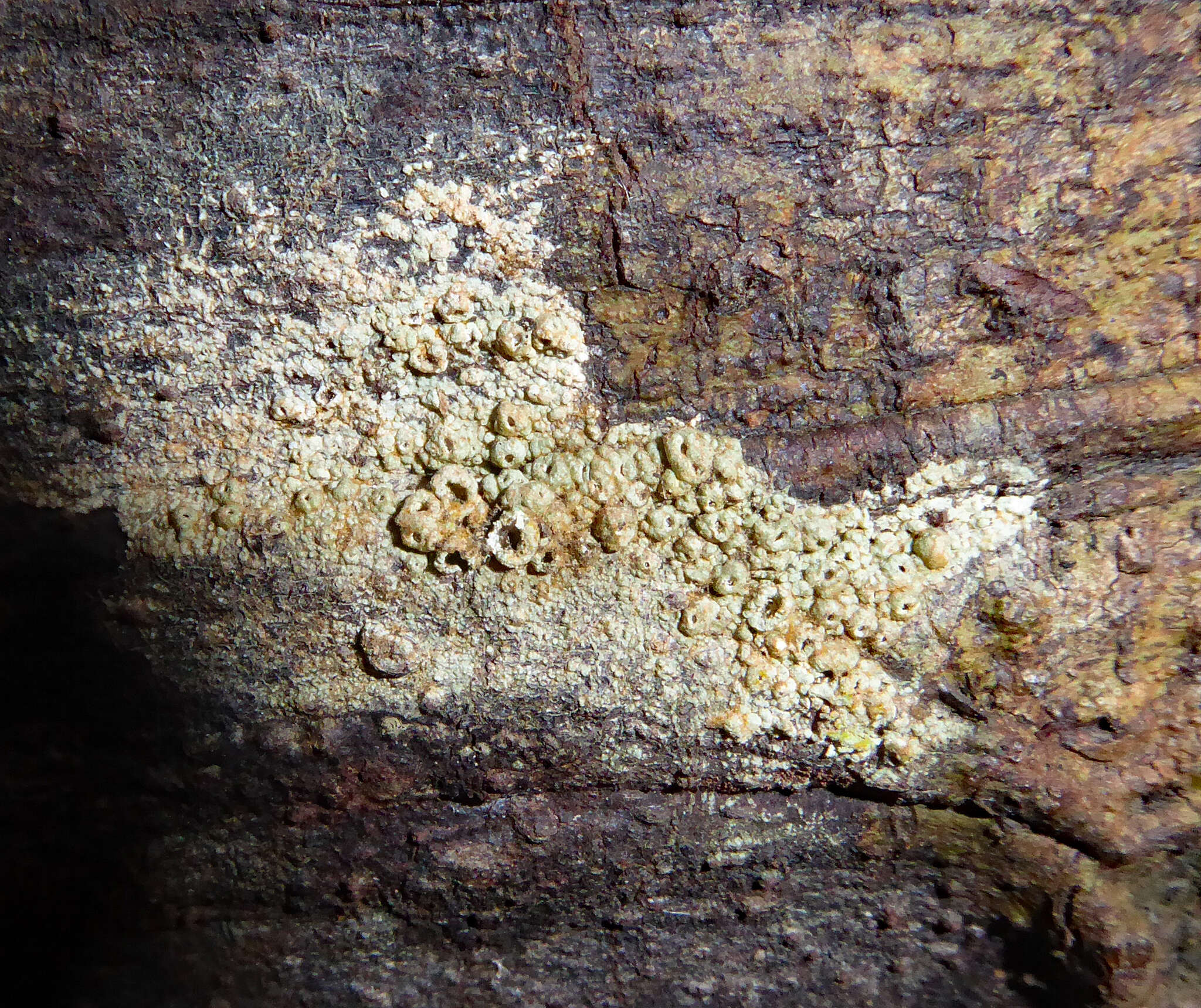 Image of barnacle lichen