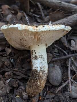 Image of Tricholoma manzanitae T. J. Baroni & Ovrebo 1983