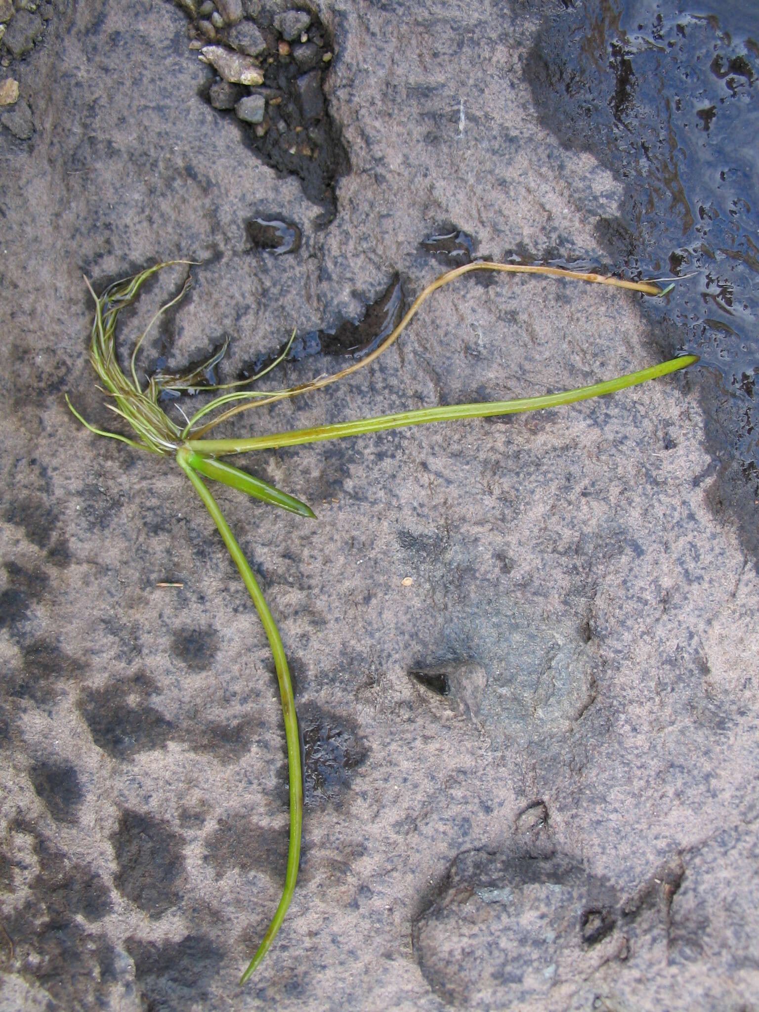 Image of American shoreweed
