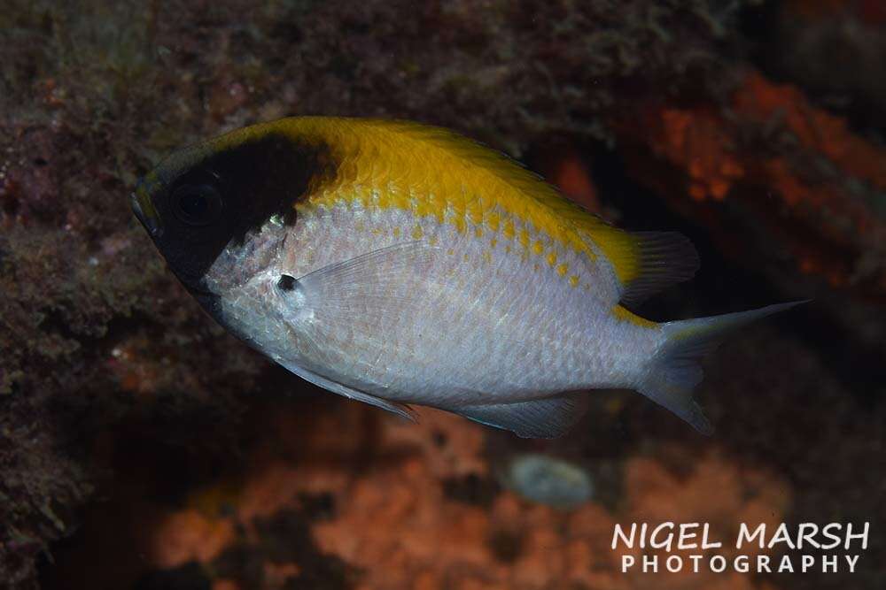 Image of Black-headed chromis