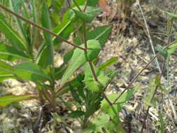 Image of Crepidiastrum sonchifolium (Maxim.) J. H. Pak & Kawano