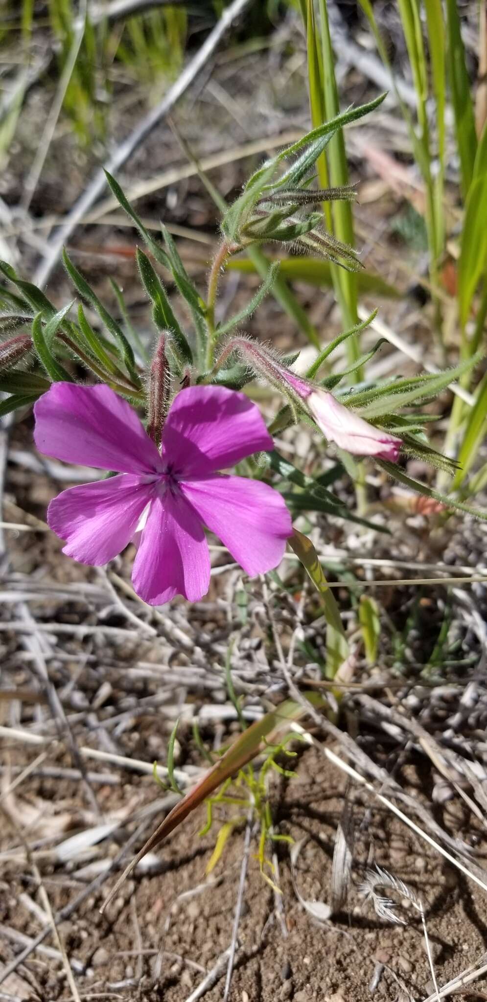 Imagem de Phlox nana Nutt.