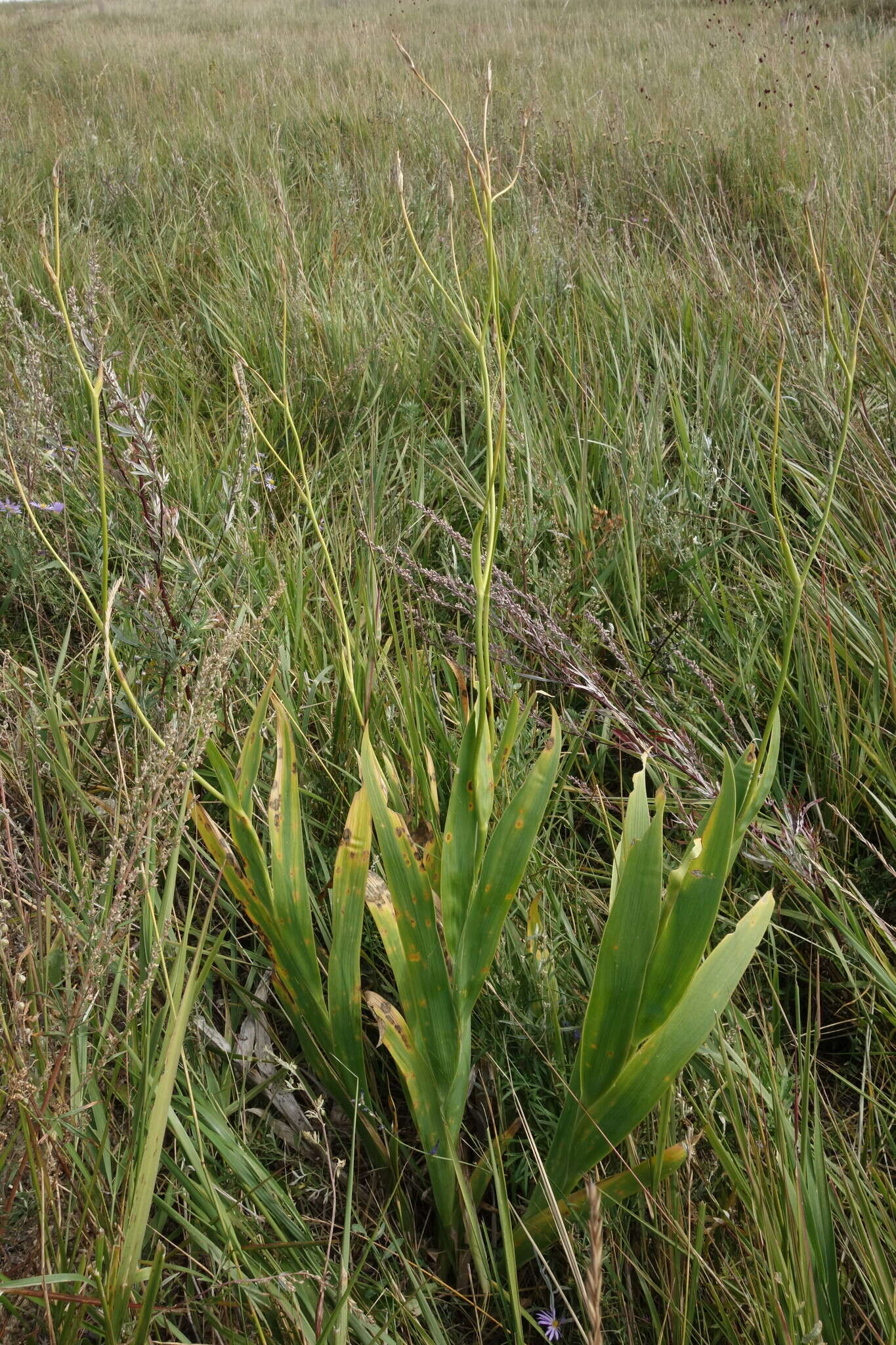 Image of Iris dichotoma Pall.