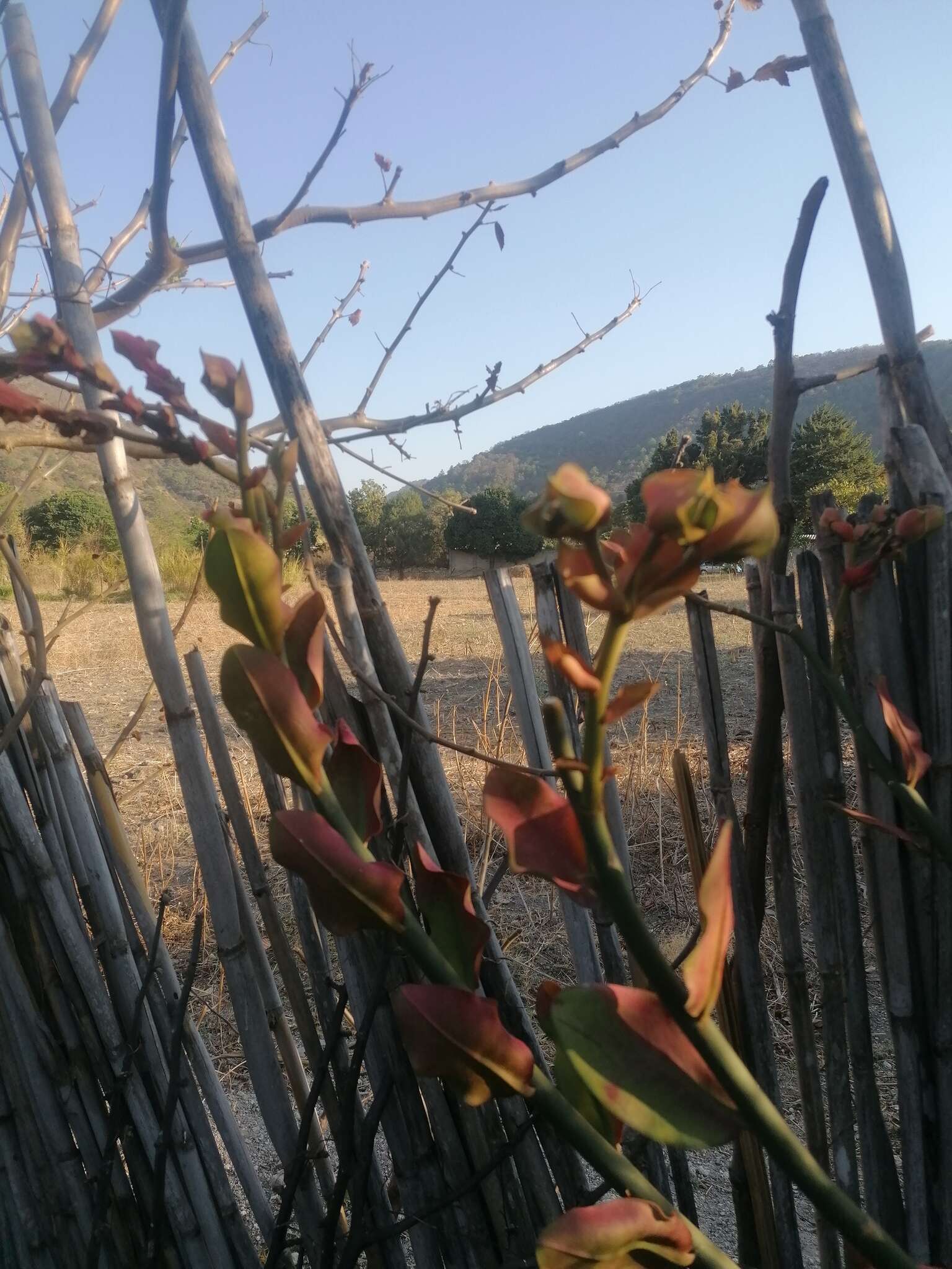 Sivun Euphorbia bracteata Jacq. kuva