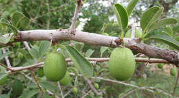 Image of Ximenia caffra Sond.