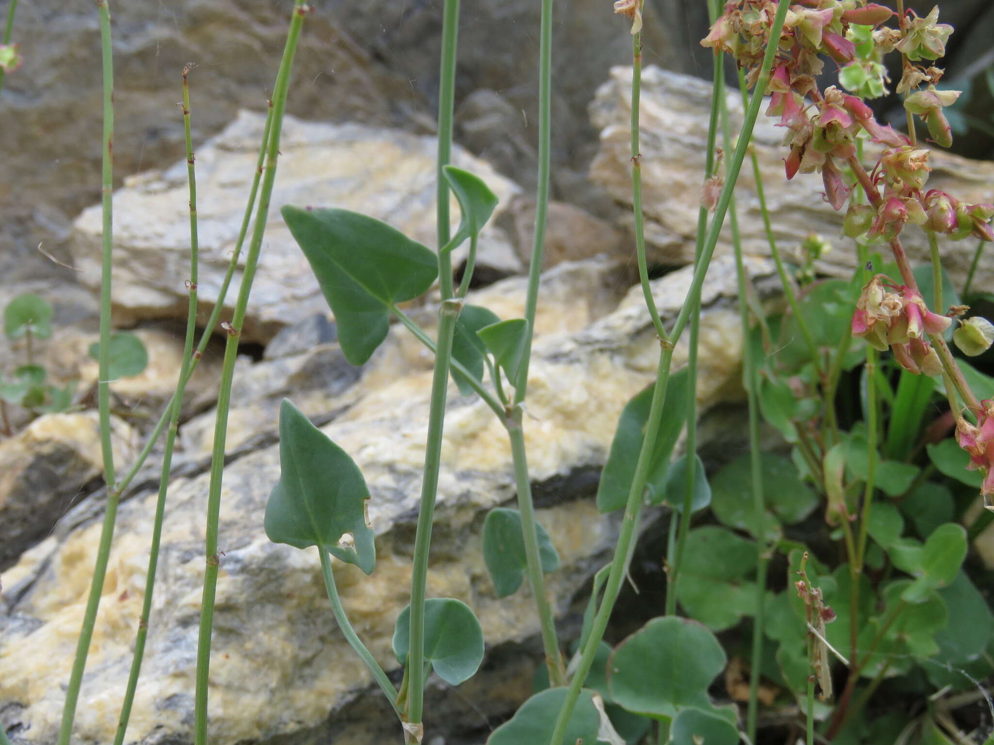 Rumex scutatus L. resmi