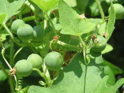 Image of Cretan bryony