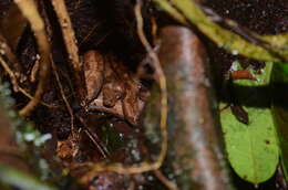 Image of Ringed Tree Boa