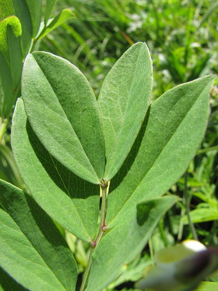 Imagem de Lathyrus laevigatus subsp. laevigatus