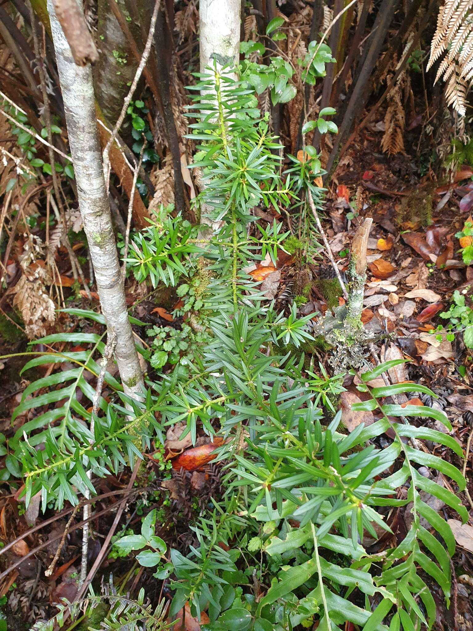 Image of Chilean podocarp