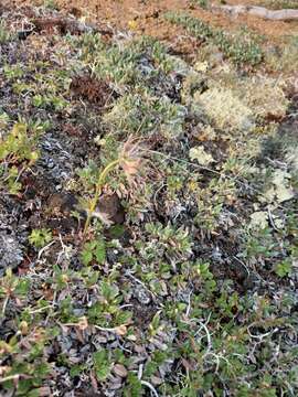 Imagem de Pulsatilla ajanensis Regel & Tiling