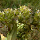 Imagem de Valerianella sclerocarpa Fisch. & C. A. Mey.