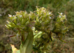 Image of Valerianella sclerocarpa Fisch. & C. A. Mey.