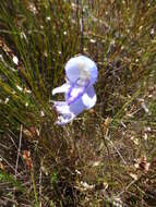 Image of Early blue Disa