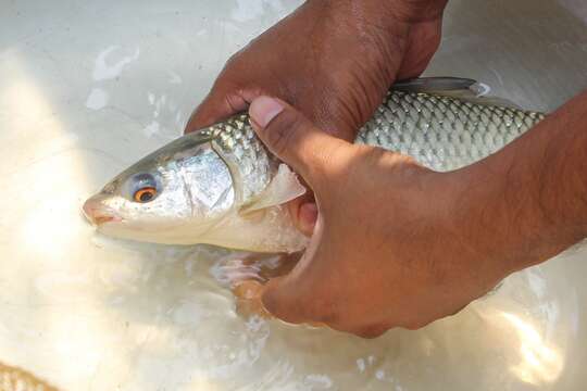 Image of Mrigal Carp