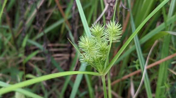 Слика од Cyperus lancastriensis Porter