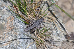 Слика од Buckellacris chilcotinae (Hebard 1922)