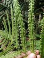 Image of Jeweled Maiden Fern