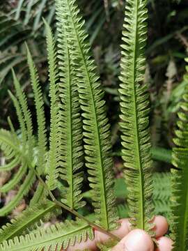 Image of Jeweled Maiden Fern