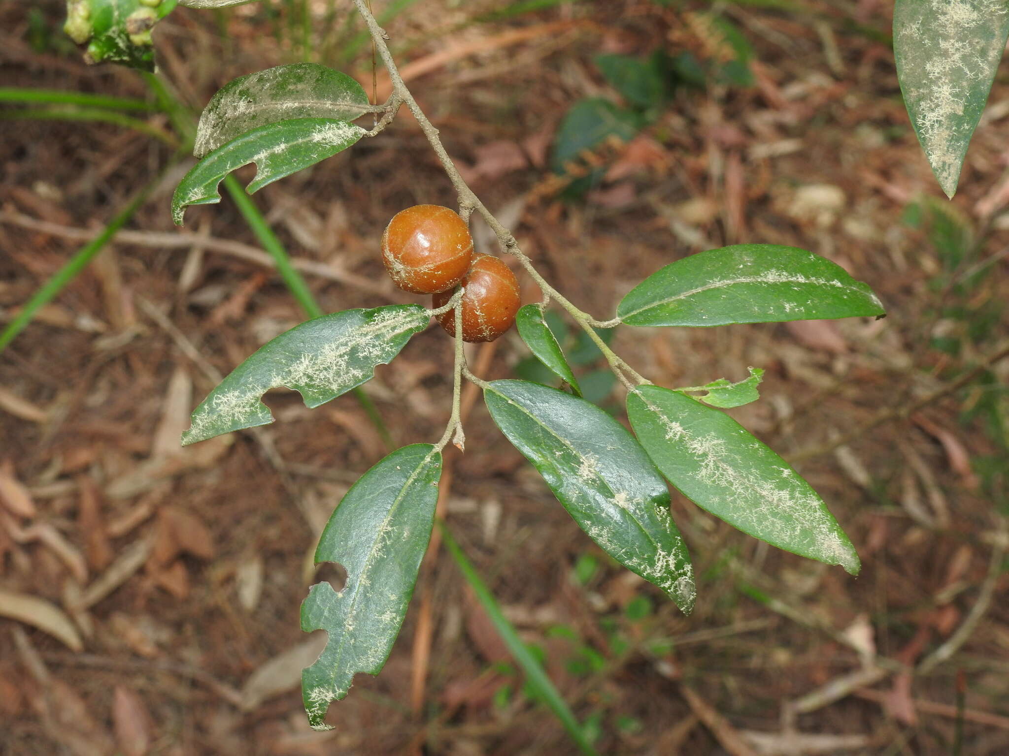 Image of Petalostigma triloculare Müll. Arg.