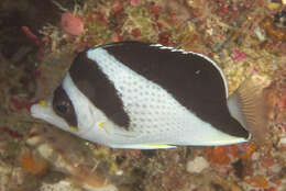 Image of Black-barred Butterflyfish