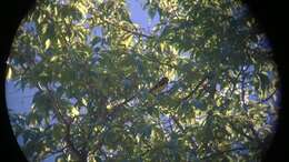 Image of Spot-winged Grosbeak