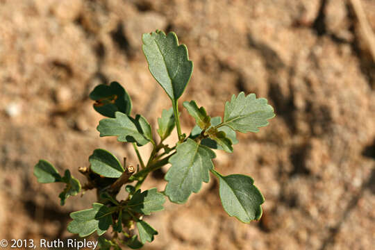 Image of Chascanum garipense E. Mey.