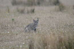 Image of Lynx rufus fasciatus Rafinesque 1817