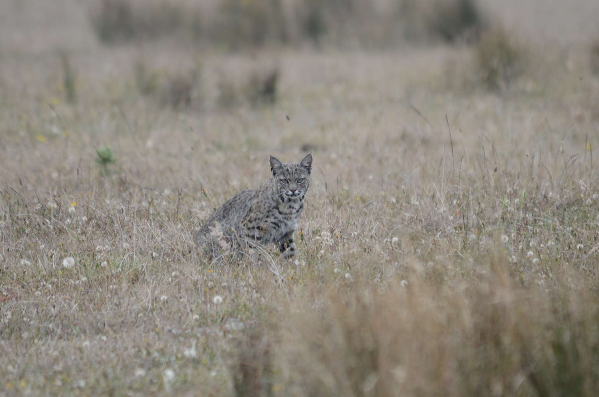 Image de Lynx rufus fasciatus Rafinesque 1817