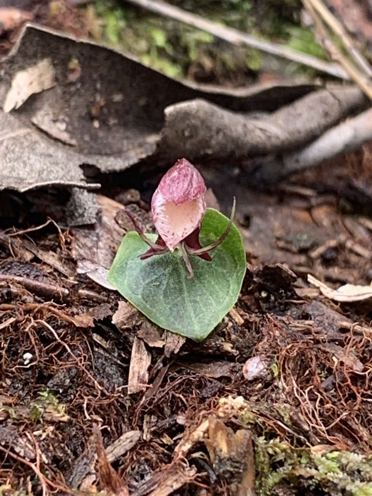 Image of Corybas taiwanensis T. P. Lin & S. Y. Leu