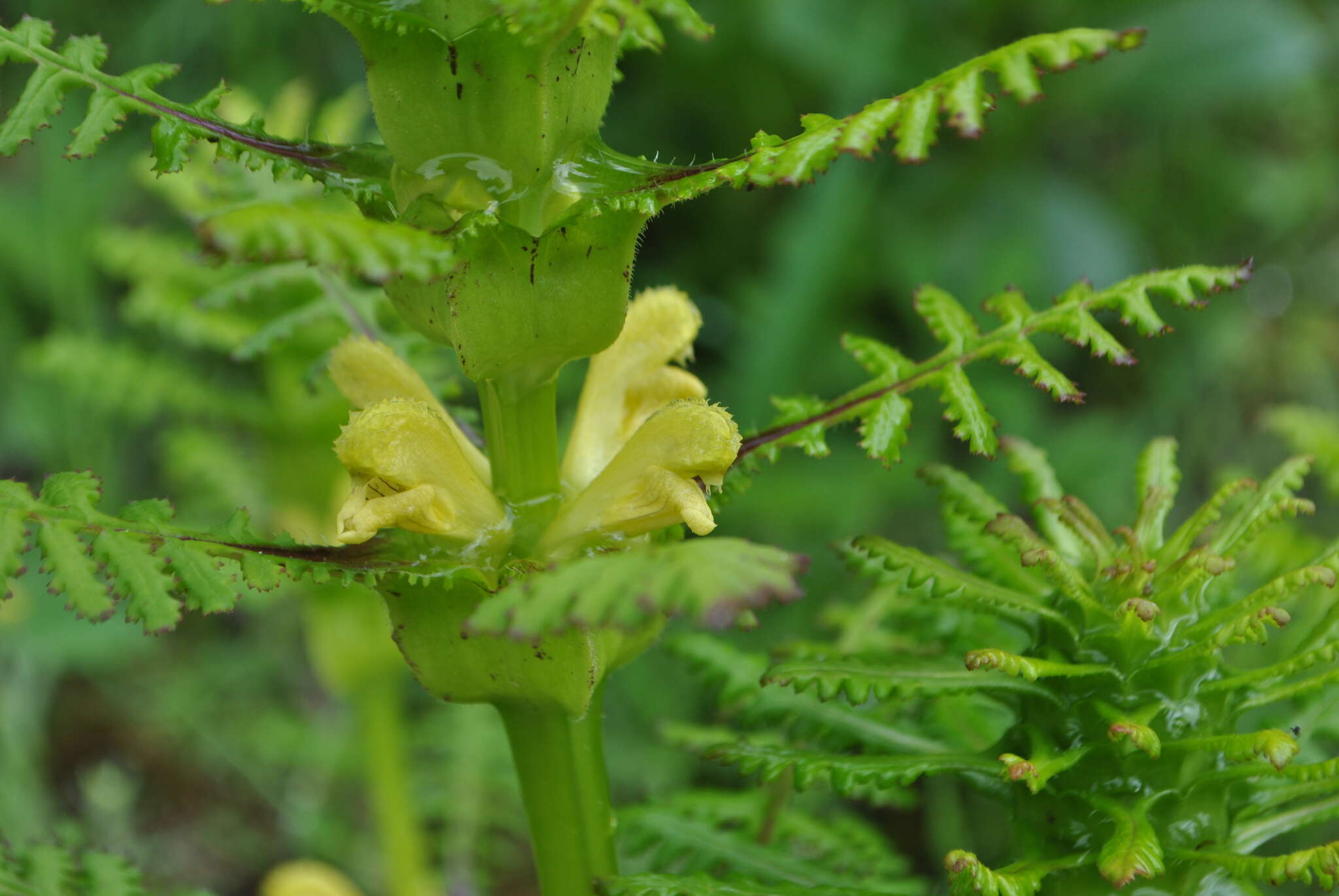 Image of Pedicularis rex C. B. Clarke ex Maxim.