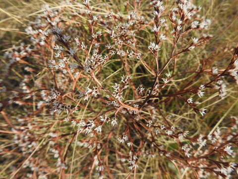 Image of Goniolimon tataricum (L.) Boiss.