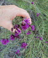 Imagem de Vernonia marginata (Torr.) Rafin.