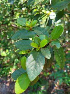 Image of Rhododendron breviperulatum Hayata