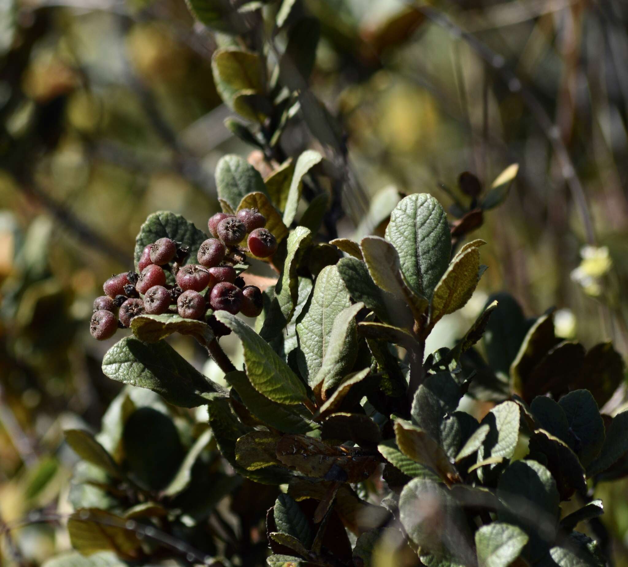 Hesperomeles ferruginea (Kunth) Lindl.的圖片