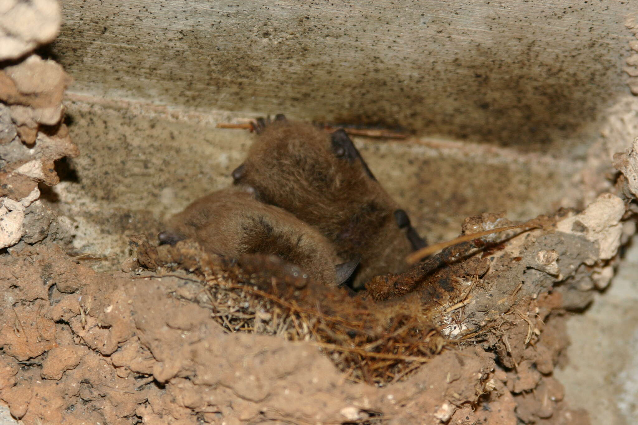 Image of Cave Myotis