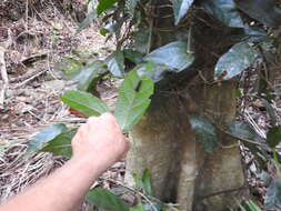 صورة Aristolochia praevenosa F. Müll.