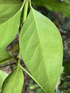 Image of Euonymus australiana F. Müll.