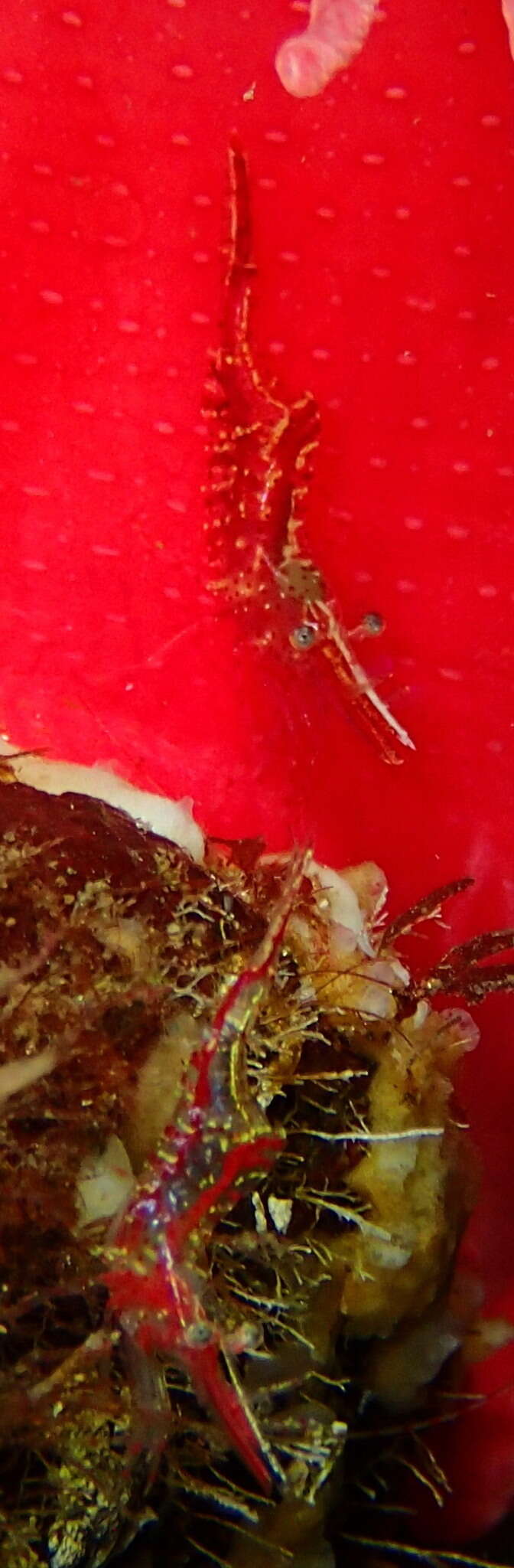Image of Kincaid coastal shrimp