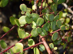 Imagem de Endotropis crocea subsp. crocea