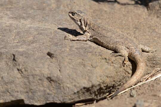 Image of Buerger's Tree Iguana