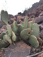 صورة Opuntia basilaris var. basilaris