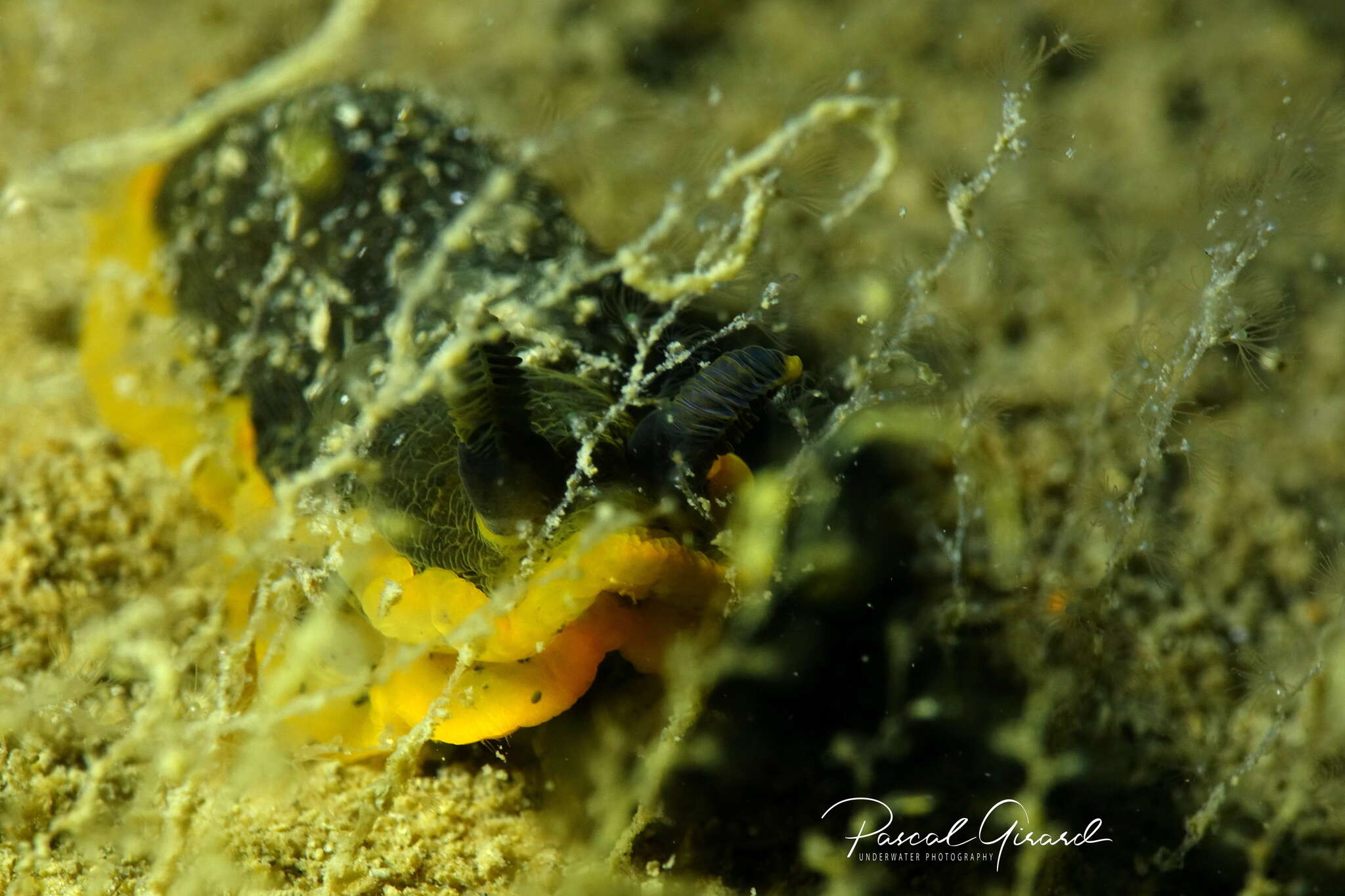 Image of Dendrodoris limbata (Cuvier 1804)