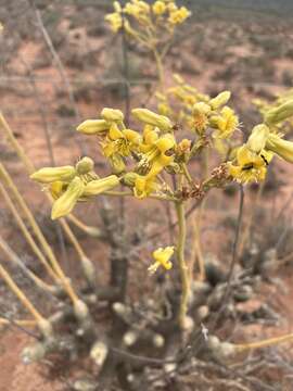 Image of <i>Tylecodon cacalioides</i>