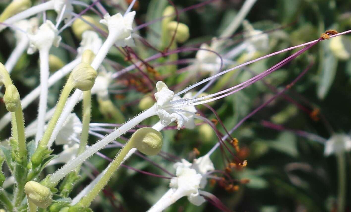 Image of Dwarf cat's whiskers