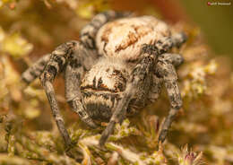 Image de Stegodyphus bicolor (O. Pickard-Cambridge 1869)