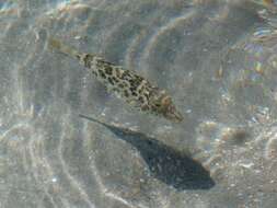 Image of Caribbean Puffer