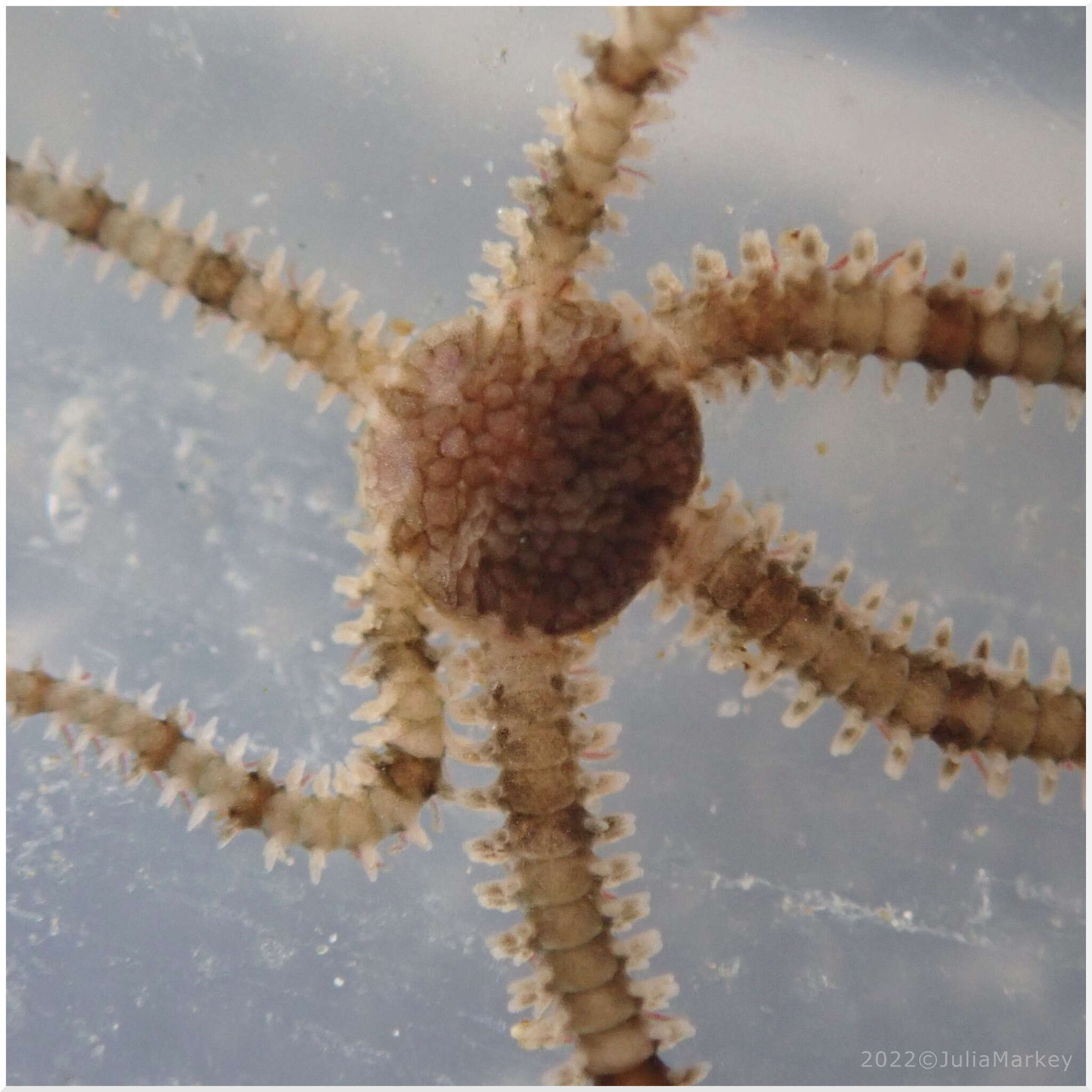 Image of Savigny's brittle star