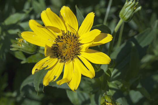 Image of Arnica sachalinensis (Regel) A. Gray