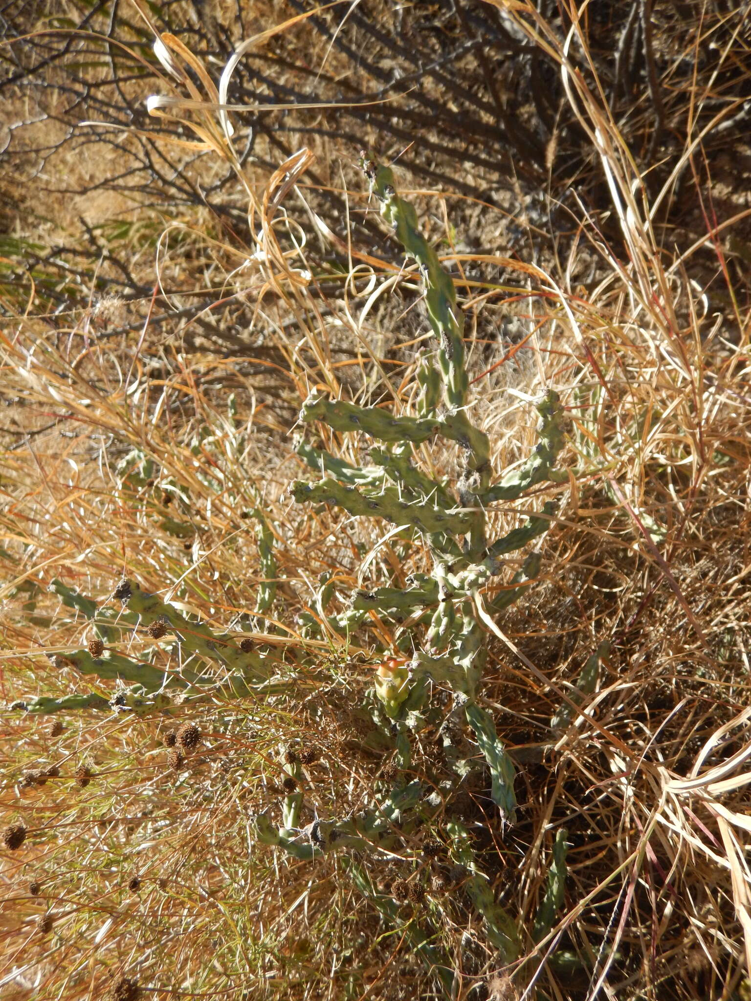 Image de Cylindropuntia kleiniae (DC.) F. M. Knuth